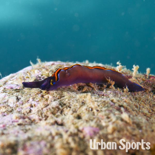 チゴミドリガイ