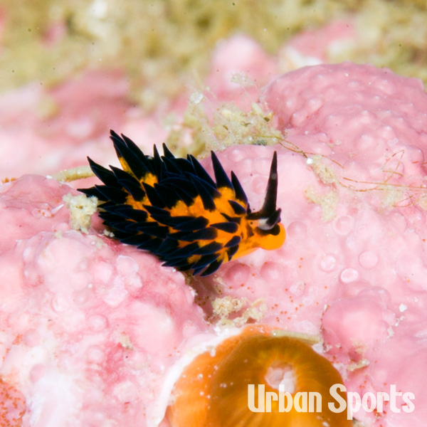 ツマグロモウミウシ