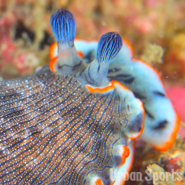 オセザキオトメウミウシ
