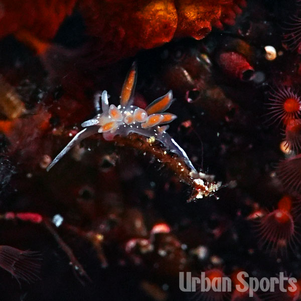 ピリカミノウミウシ