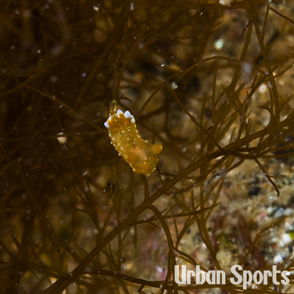 エビスウミウシ