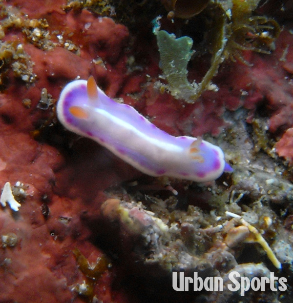 フジイロウミウシ