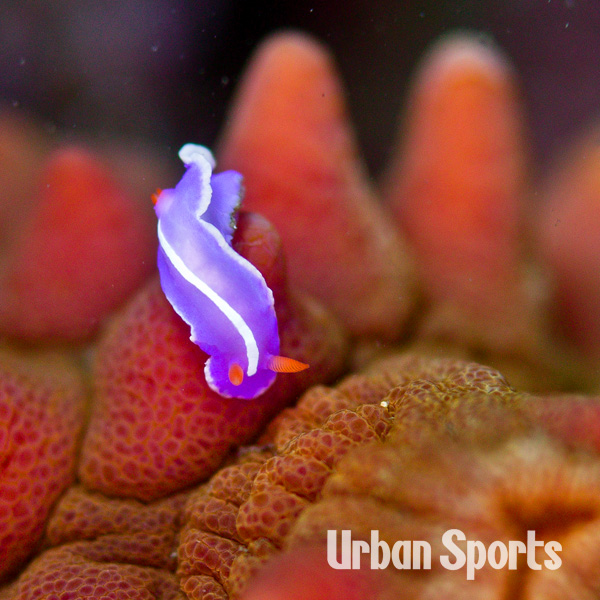 フジイロウミウシ