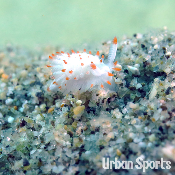 ハナサキヒメイバラウミウシ