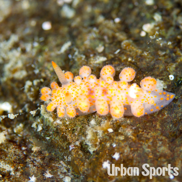 カンザシウミウシ