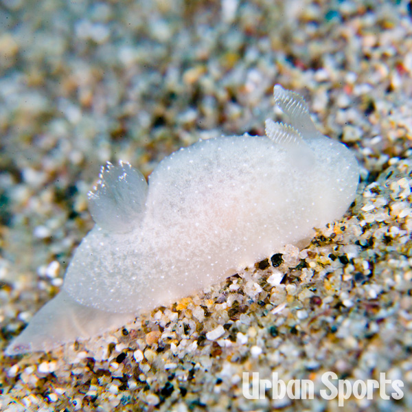 カスミハラクサウミウシ