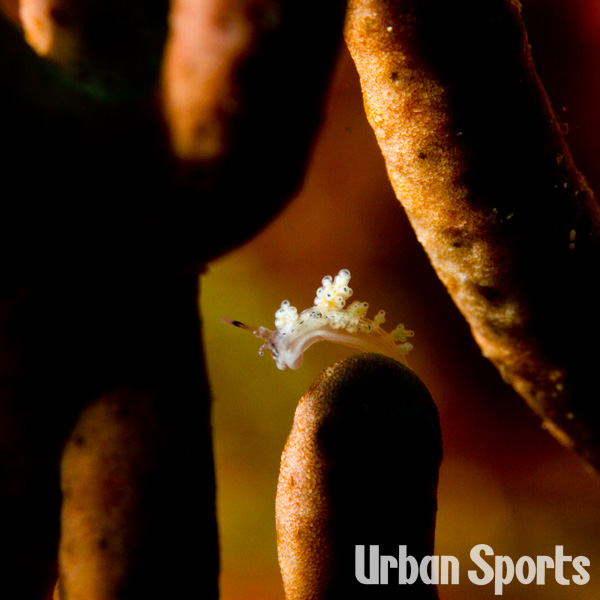 コガネマツカサウミウシ