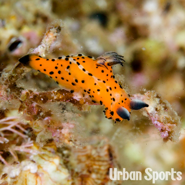 コソデウミウシ