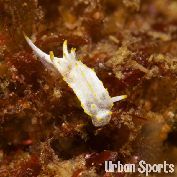 イバラウミウシ属