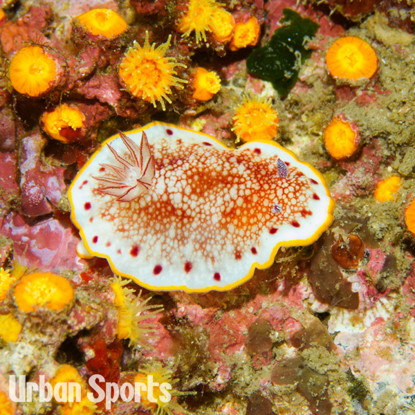 サラサウミウシ