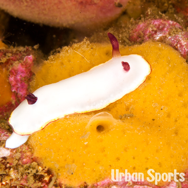 シラヒメウミウシ