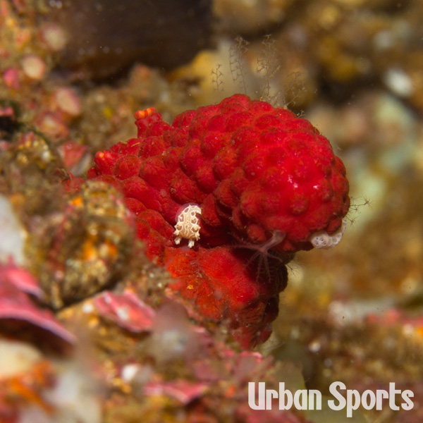 シロホクヨウウミウシ