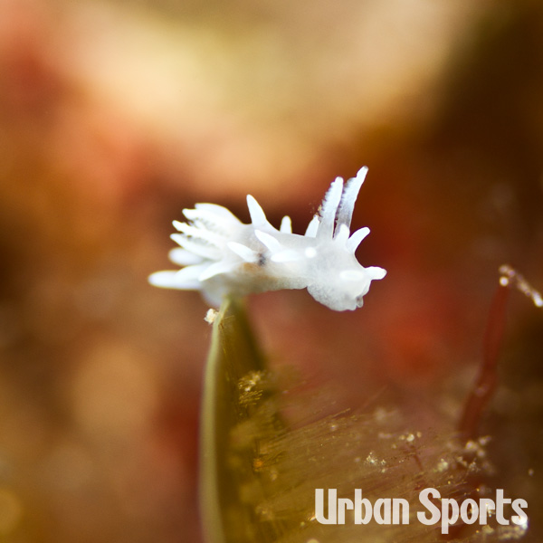 シロイバラウミウシ