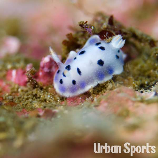 ウスイロウミウシ