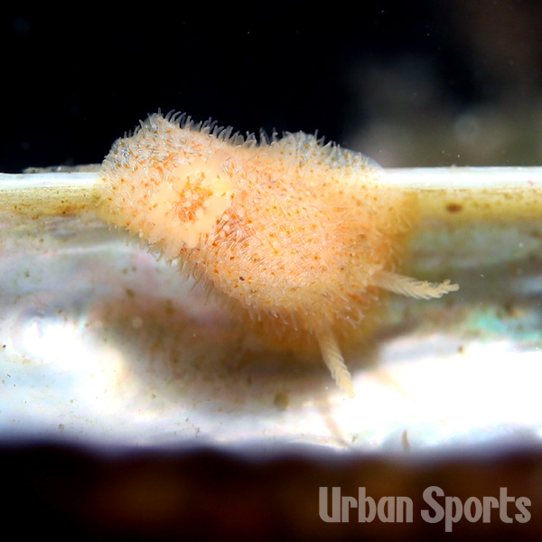 ラメリウミウシ１種