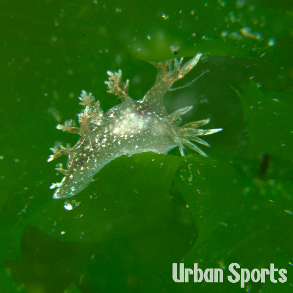 イトヒキウミウシ