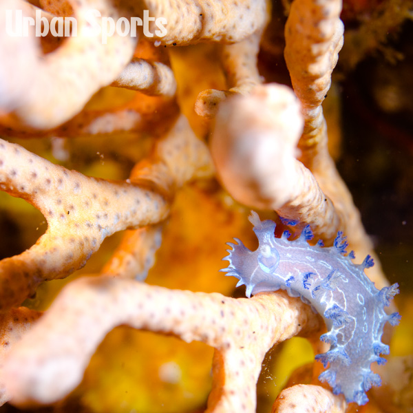 シロホクヨウウミウシ