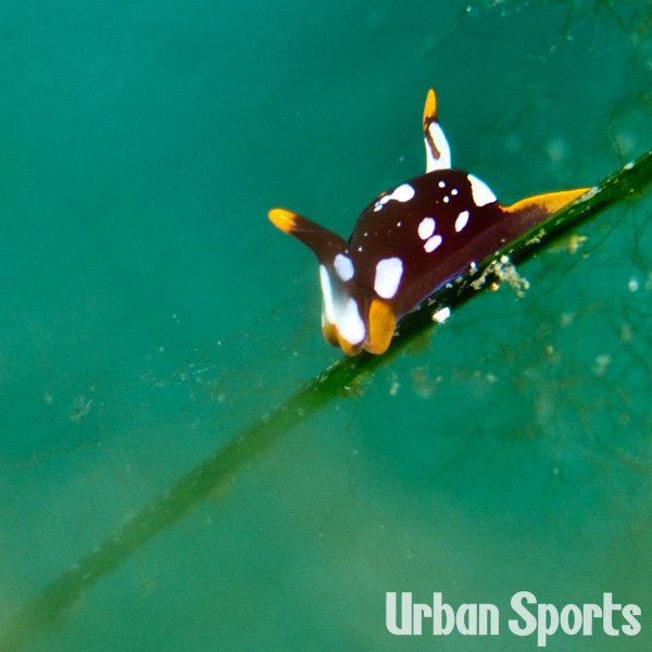アユカワウミコチョウ