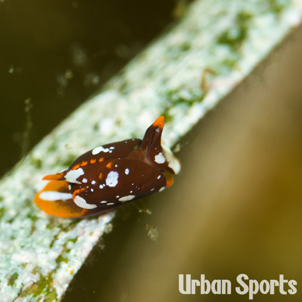アユカワウミコチョウ