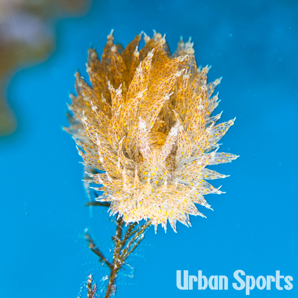 タマガワコヤナギ