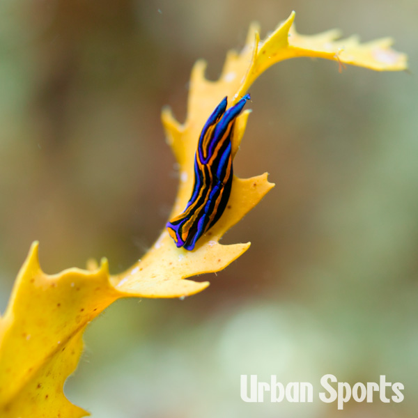 ニシキツバメガイ