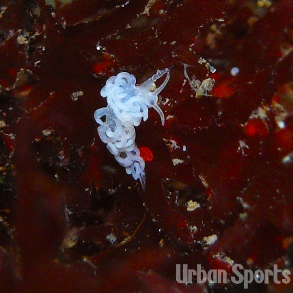 ツノワミノウミウシ