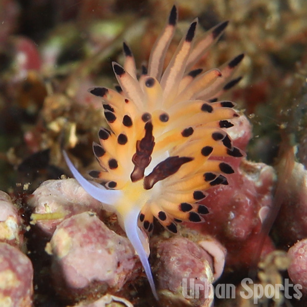 ツルガチゴミノウミウシ