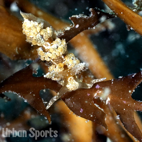 ヤマトワグシウミウシ