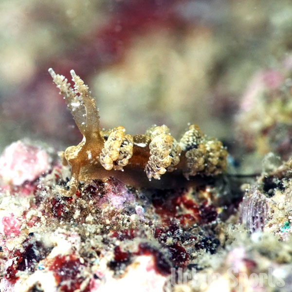 ヤマトワグシウミウシ